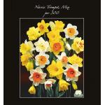 Baltus Narcissus Trompet Mix bloembollen per 300 stuks